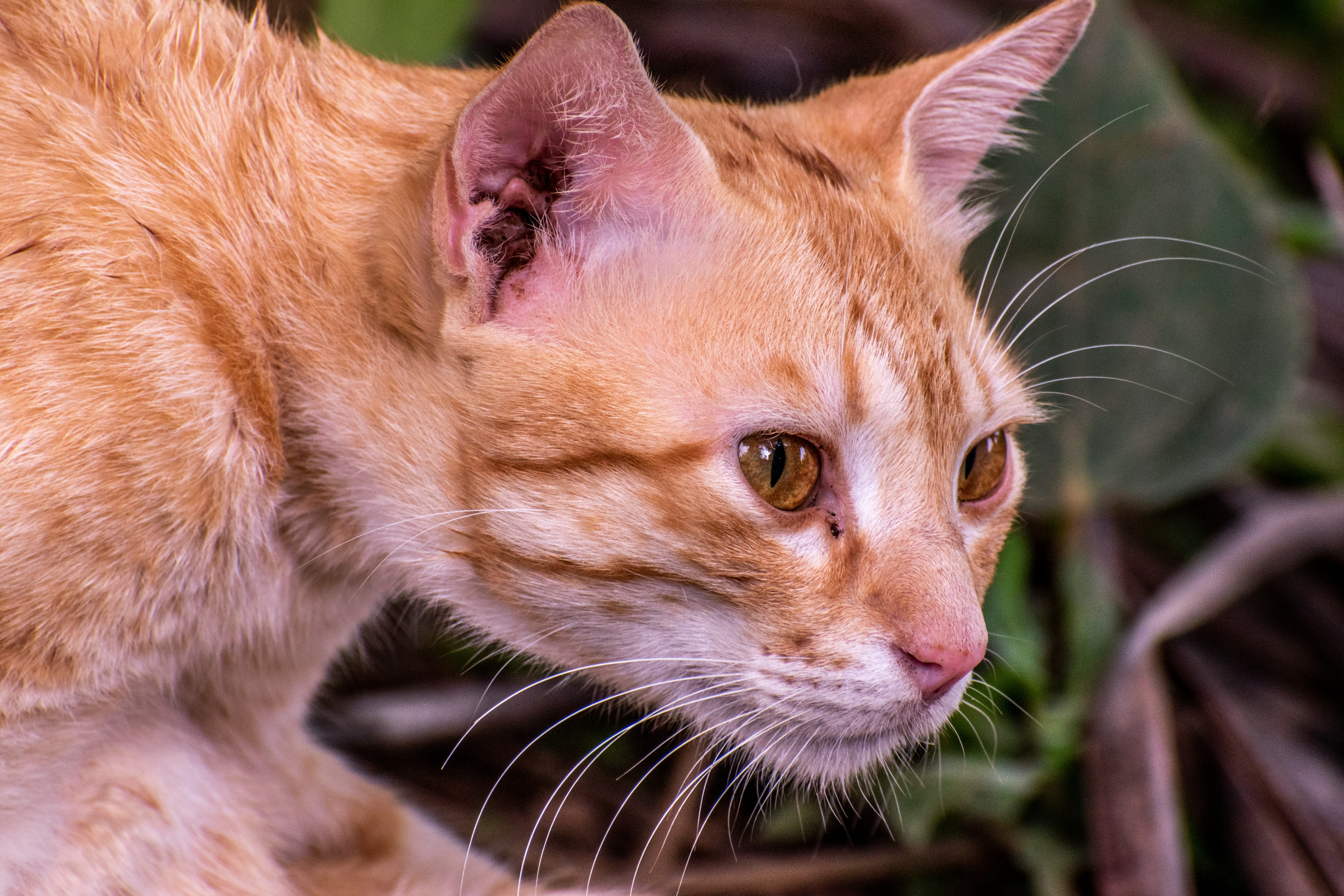 orange tabby cat on black and white textile